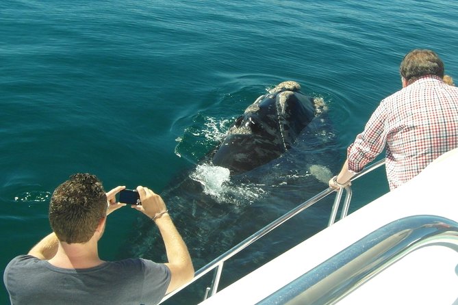 Hermanus Whale Watching Boat Trip With Shared Transfers From Cape Town - Meeting and Pickup Logistics