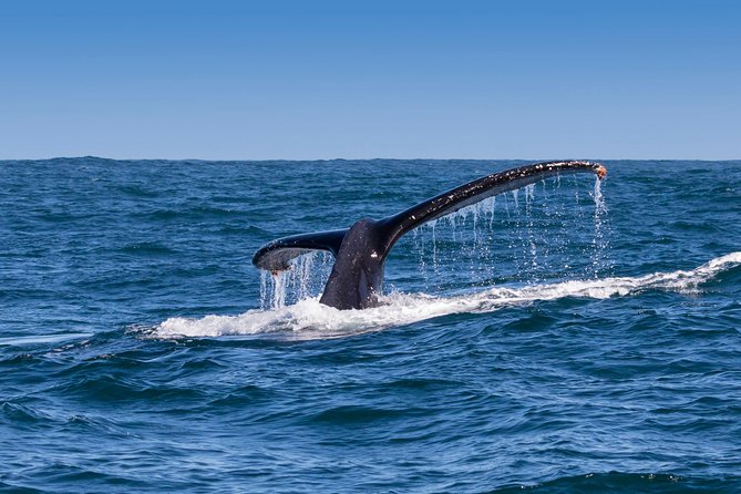 Hermanus Whale Watching Boat Trip With Shared Transfers From Cape Town - Customer Feedback