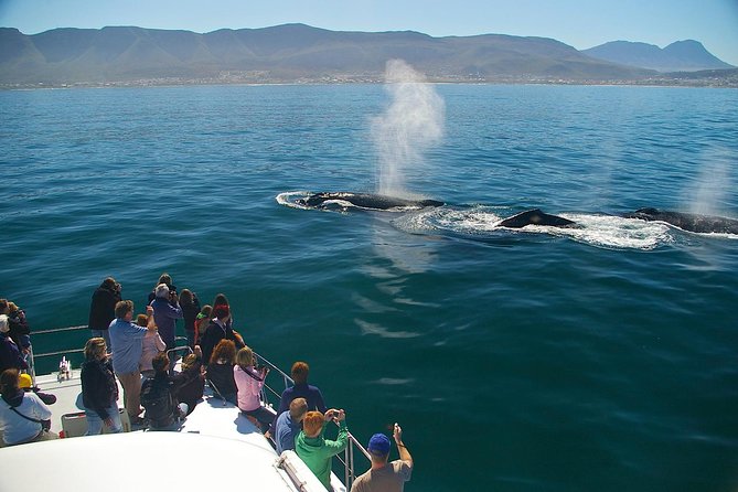 Hermanus Whale Watching Boat Trip With Shared Transfers From Cape Town - Additional Information