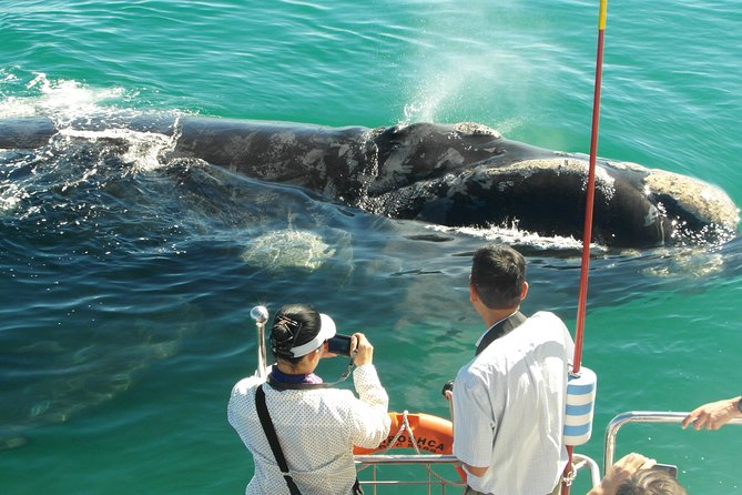 Hermanus Whale Watching Boat Trip With Shared Transfers From Cape Town - Booking and Cancellation Policies