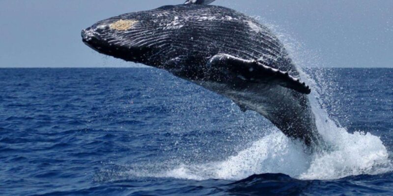 Hermanus Whale Watching Experience - Experience Overview