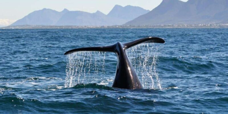 Hermanus Whale Watching Experience - Booking Information