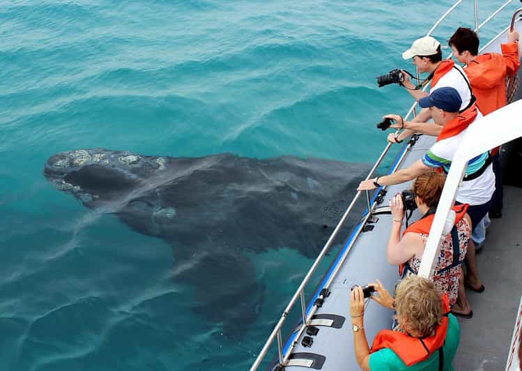 Hermanus Whale Watching Experience - Tour Highlights