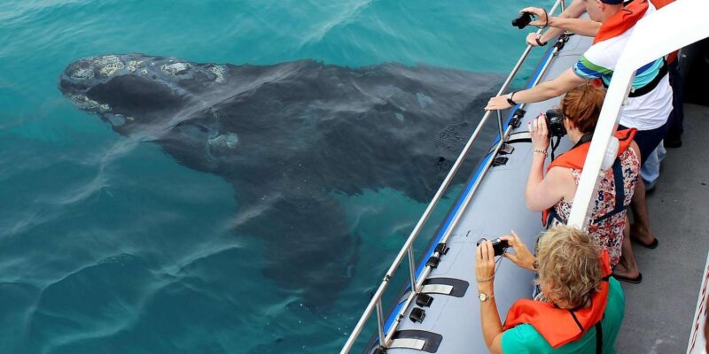Hermanus Whale Watching Experience - Tour Details