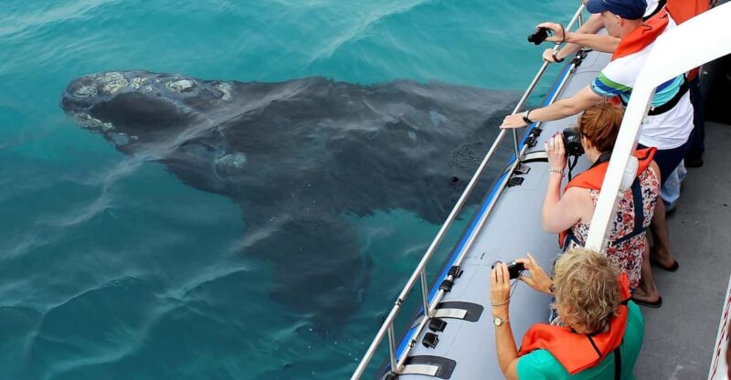Hermanus Whale Watching Experience - Important Information