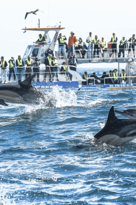 Hermanus Whale Watching Experience - What to Expect
