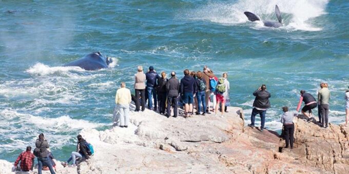 Hermanus Whale Watching Experience - Trip Highlights
