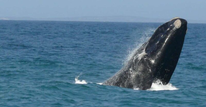 Hermanus Whale Watching Full Day Shared Tour,From Cape Town - Whale Watching Experience