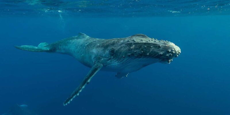 Hermanus Whale Watching Full Day Shared Tour,From Cape Town - Transportation Details