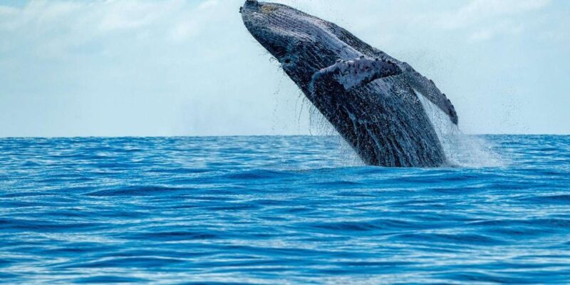 Hermanus Whale Watching Full Day Shared Tour,From Cape Town - Included and Excluded