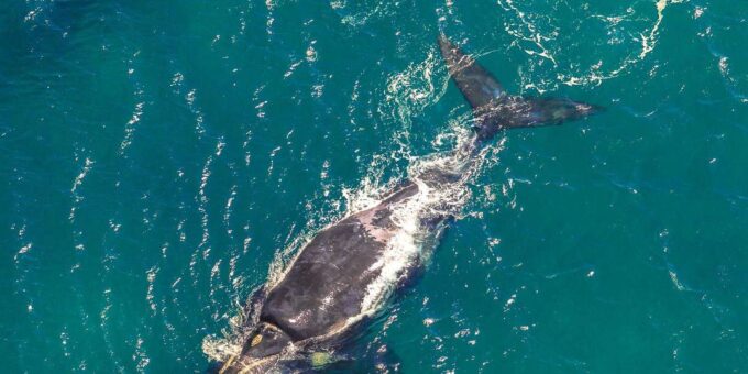 Hermanus Whale Watching Full Day Shared Tour,From Cape Town - Pickup Locations