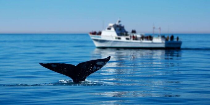 Hermanus Whale Watching Full Day Shared Tour,From Cape Town - Boat Cruise Details