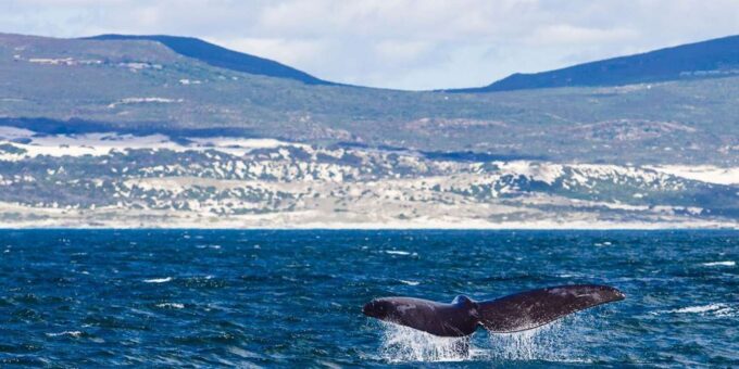 Hermanus Whale Watching Full Day Shared Tour,From Cape Town - Scenic Highlights