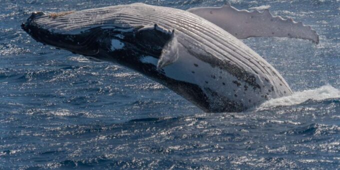 Hermanus Whale Watching Full Day Shared Tour,From Cape Town - Frequently Asked Questions