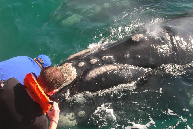 Hermanus Whale Watching Shared Boat Trip and Private Wine Tour From Cape Town - Tour Highlights