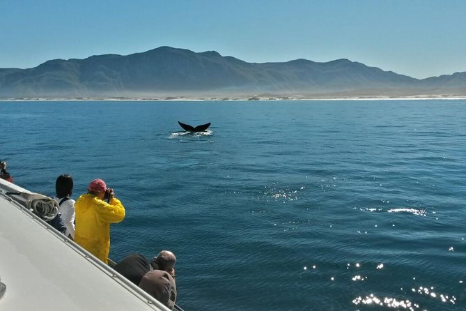 Hermanus Whale Watching Shared Boat Trip and Private Wine Tour From Cape Town - Confirmation and Accessibility