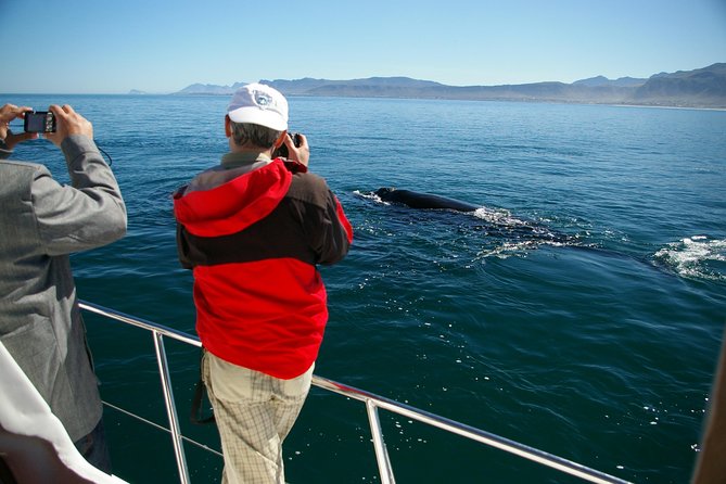 Hermanus Whale Watching Shared Boat Trip and Private Wine Tour From Cape Town - Cancellation Policy