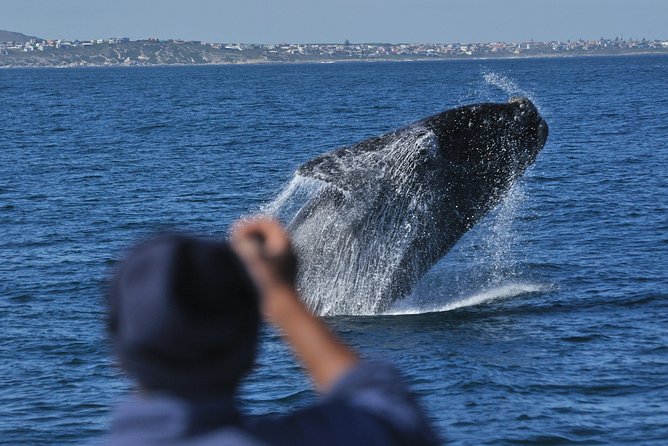 Hermanus Whale Watching Shared Boat Trip and Private Wine Tour From Cape Town - Boat Trip and Wine Tastings