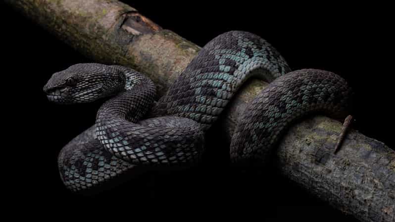 Herpetofauna Night Walk - Experience Highlights