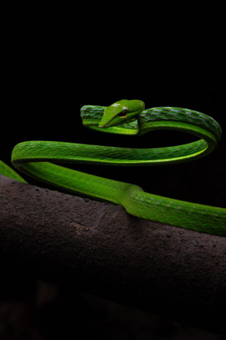 Herpetofauna Night Walk - Transportation