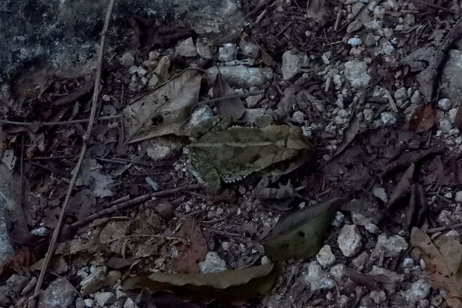 Herpetological Tour - Ticket Information