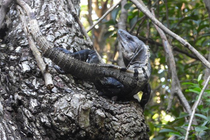 Herpetological Tour - Additional Details