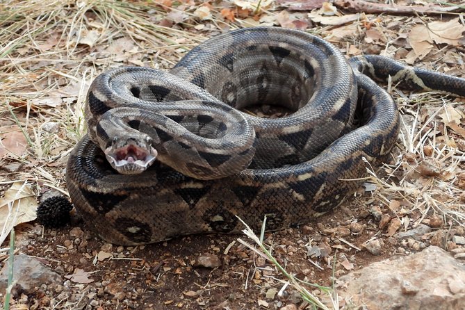 Herpetological Tour - Herpetological Highlights