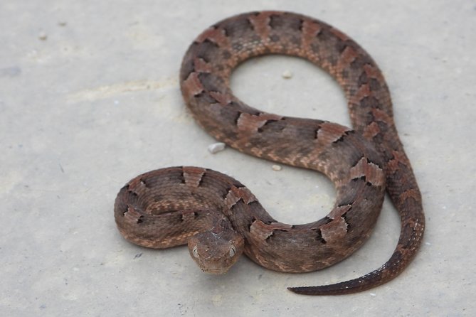 Herpetological Tour - Participant Experiences
