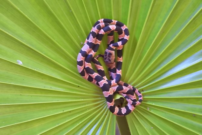 Herpetological Tour - Frequently Asked Questions