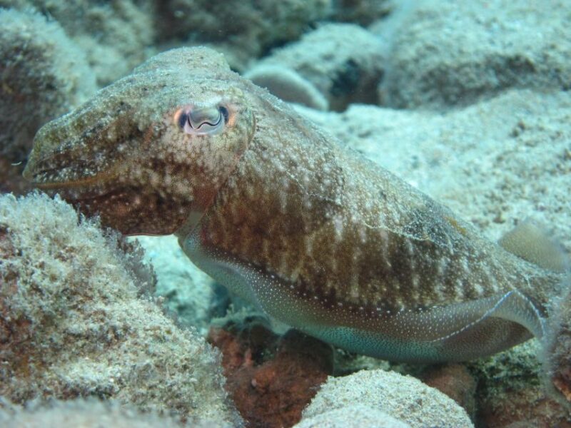 Hersonissos, Stalida: Beginner Scuba Diving Experience - Itinerary and Duration