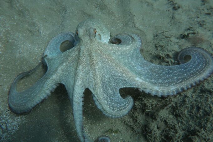 Hersonissos, Stalida: Beginner Scuba Diving Experience - Cretan Underwater Wildlife