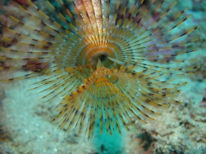 Hersonissos, Stalida: Beginner Scuba Diving Experience - Program Registration and Acknowledgment