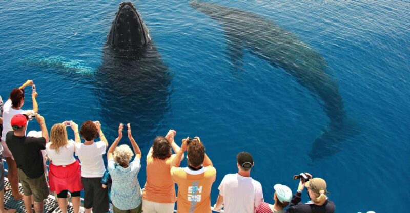 Hervey Bay 4-Hour Whale Watch Encounter - Key Points