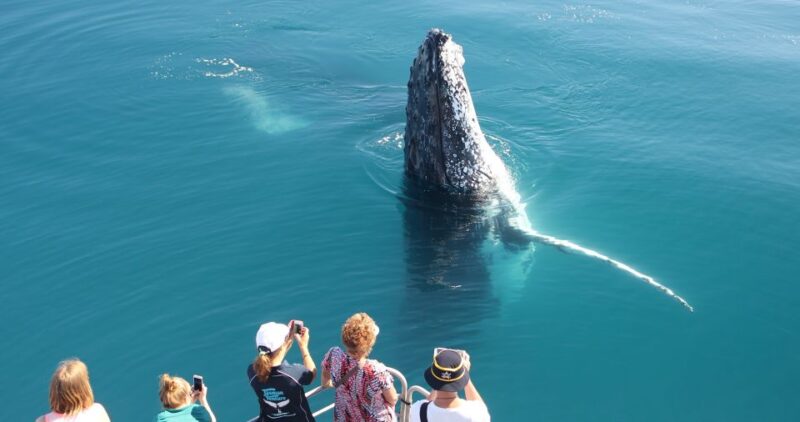 Hervey Bay 4-Hour Whale Watch Encounter - Catamaran Features