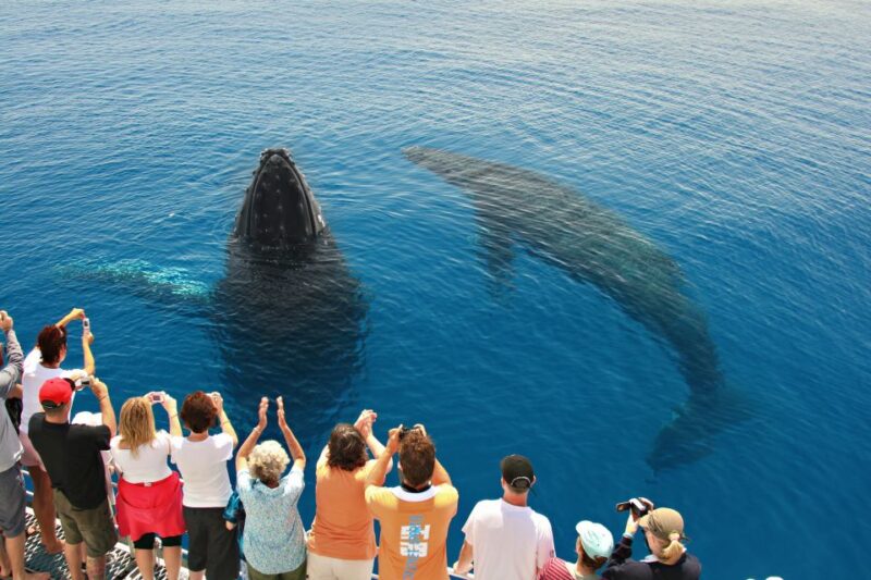 Hervey Bay 4-Hour Whale Watch Encounter - Tour Experience