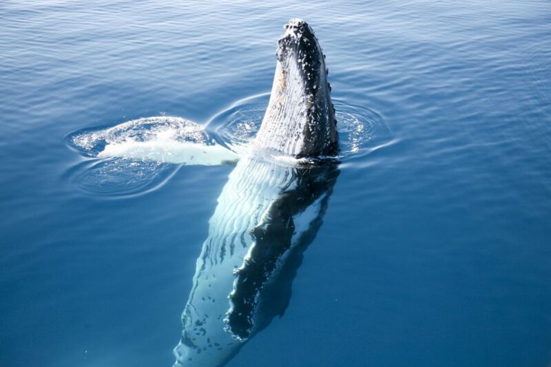 Hervey Bay 4-Hour Whale Watch Encounter - Pickup and Drop-off Locations