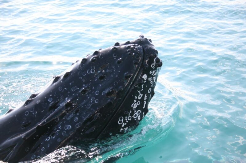 Hervey Bay 4-Hour Whale Watch Encounter - Customer Ratings and Feedback