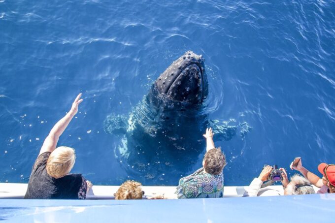 Hervey Bay 4-Hour Whale Watch Encounter - Humpback Whale Encounters