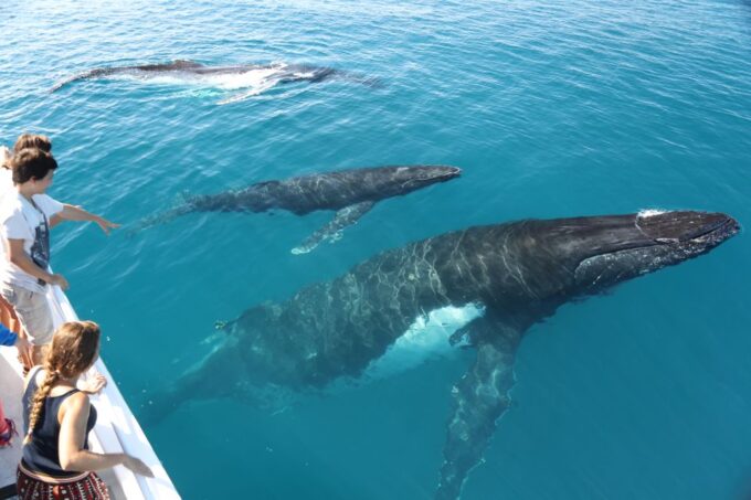 Hervey Bay 4-Hour Whale Watch Encounter - Luxury Catamaran Details