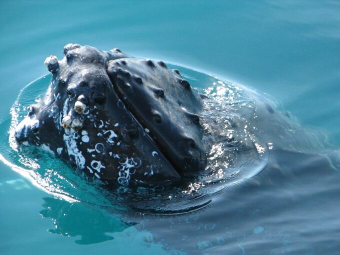 Hervey Bay 4-Hour Whale Watch Encounter - Recap