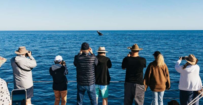Hervey Bay: Exclusive Whale Watch Encounter - Key Points