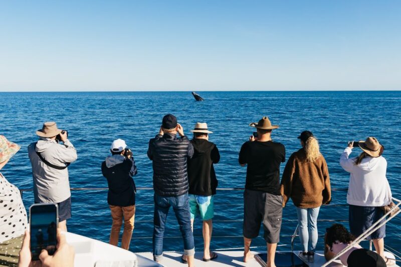 Hervey Bay: Exclusive Whale Watch Encounter - Activities and Experiences