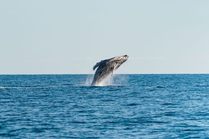 Hervey Bay: Exclusive Whale Watch Encounter - Vessel and Amenities