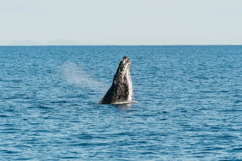 Hervey Bay: Exclusive Whale Watch Encounter - About the Crew