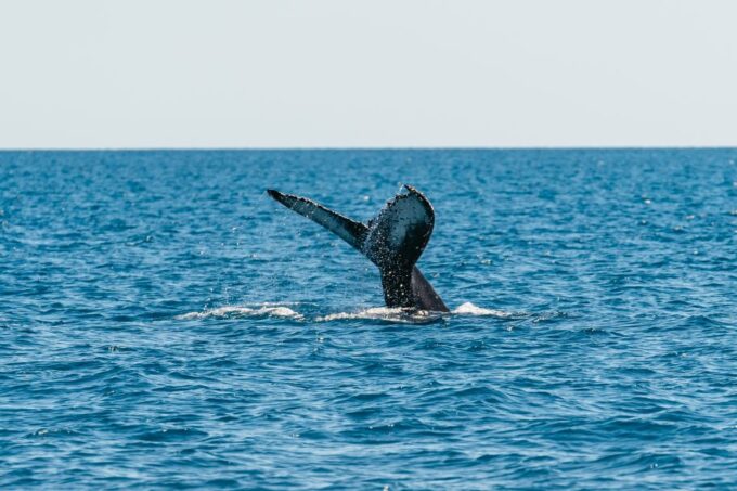 Hervey Bay: Exclusive Whale Watch Encounter - What to Expect on the Tour
