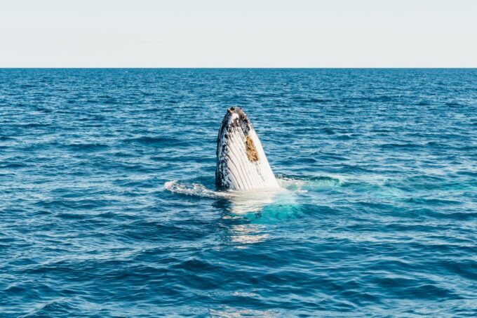 Hervey Bay: Exclusive Whale Watch Encounter - Preparing for the Whale Watch