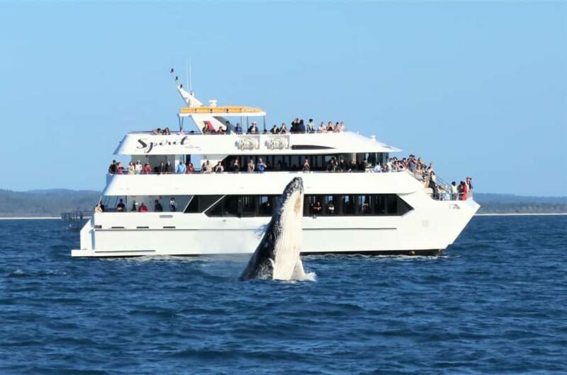 Hervey Bay: Half-Day Whale Watching Cruise - Key Points