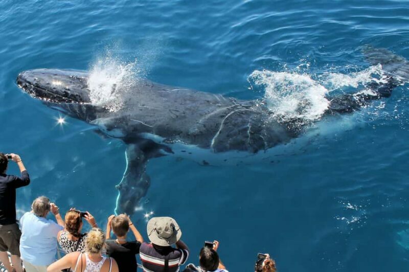 Hervey Bay: Half-Day Whale Watching Cruise - An In-Depth Look at the Hervey Bay Whale Watching Experience
