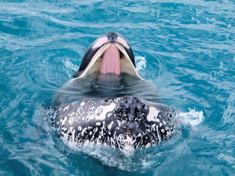 Hervey Bay: Half-Day Whale Watching Cruise - FAQ