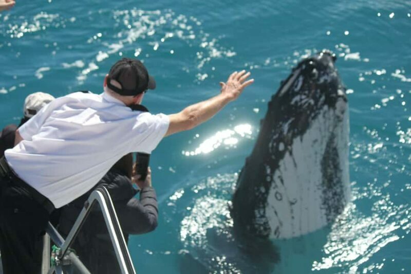 Hervey Bay: Half-Day Whale-Watching Cruise - An Authentic Encounter in Hervey Bay
